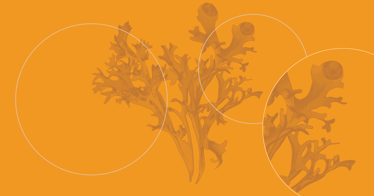 service organization illustration lichen