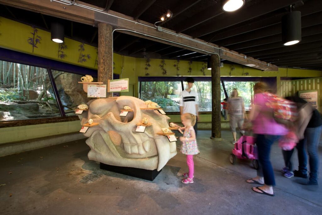 Child interacting with a skull replica on "skull island" as part or the Complex Carnivores exhibit at Zoo Atlanta