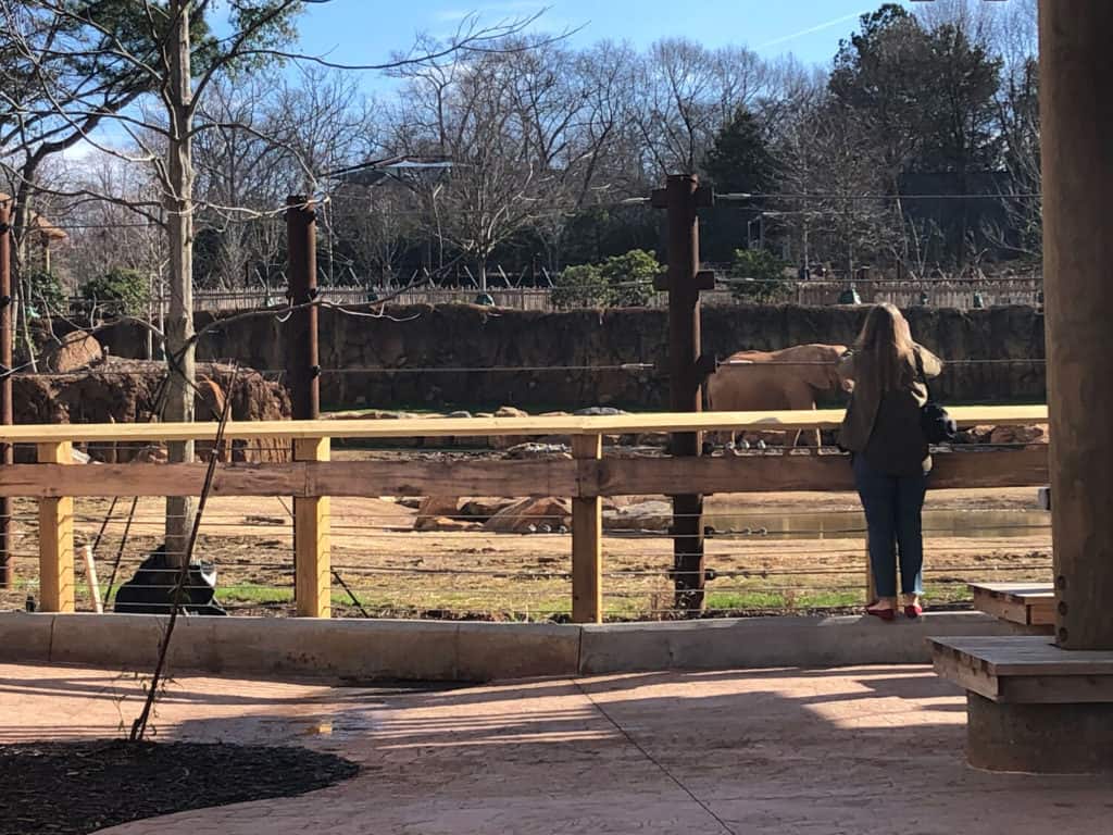 Becky watching elephants