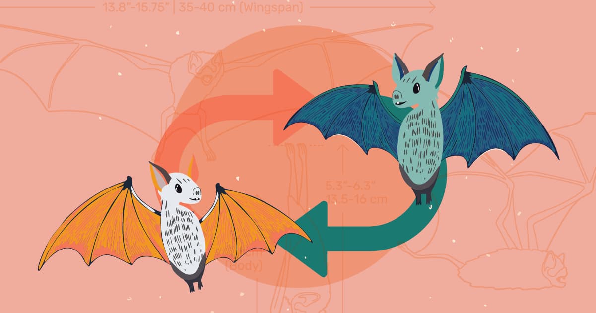 Vampire bats and reciprocity