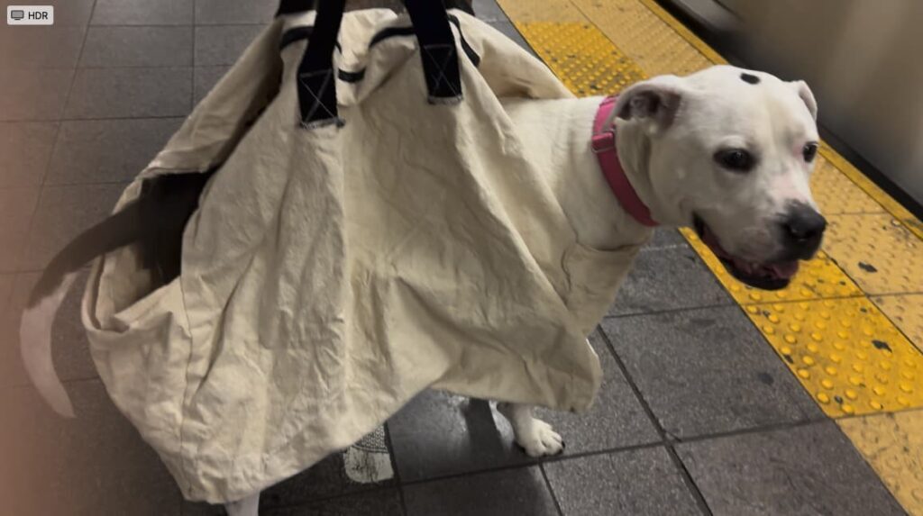 service safari dog bag mta