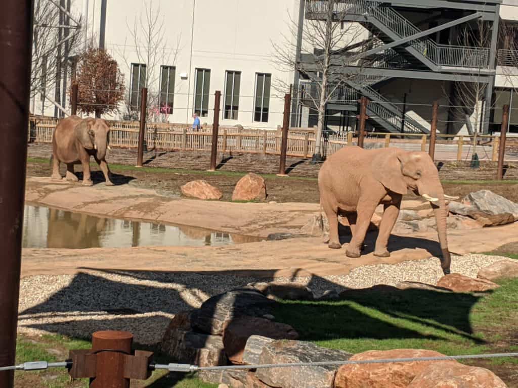 Zoo Atlanta Elephants